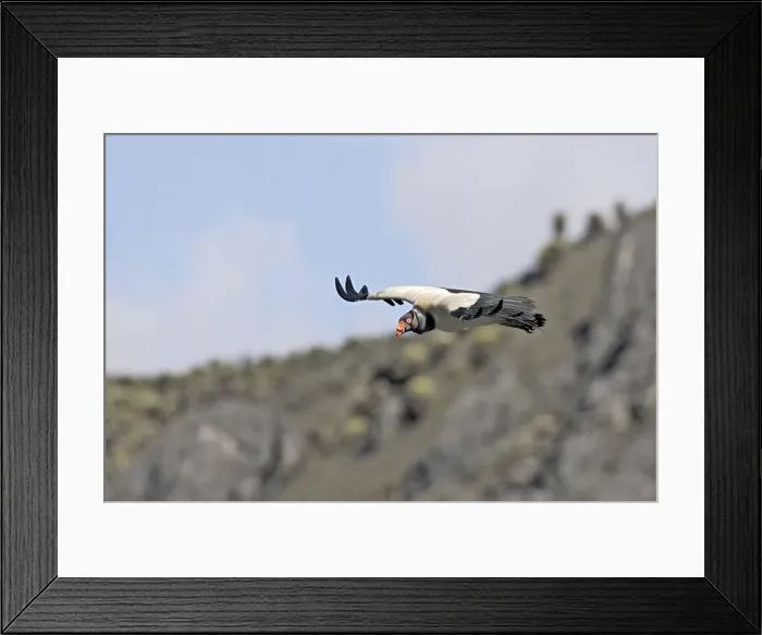 Framed Print : King Vulture - in flight. The Andes - Merida - Pico De Aguila - Venezuela Framed Print : King Vulture - in flight. The Andes - Merida - Pico De Aguila - Venezuela