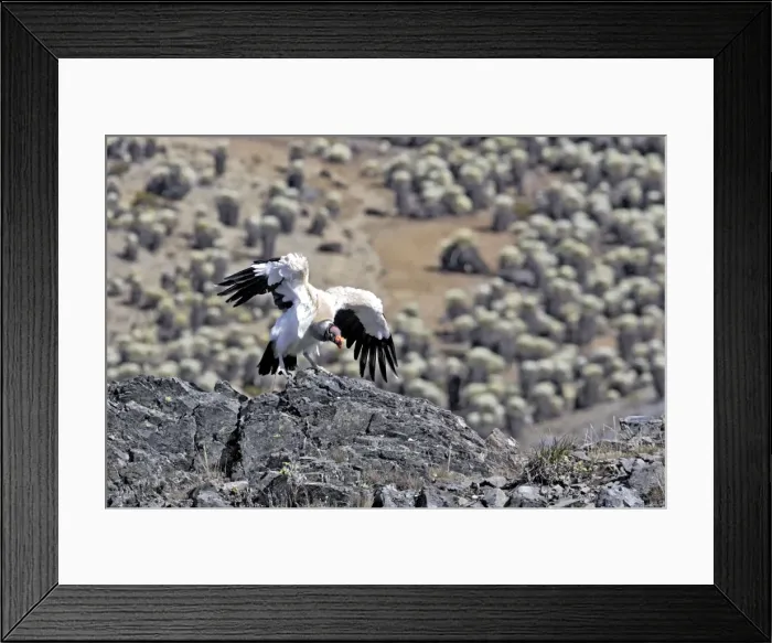 Framed Print : King Vulture - landing. The Andes - Merida - Pico De Aguila - Venezuela Framed Print : King Vulture - landing. The Andes - Merida - Pico De Aguila - Venezuela