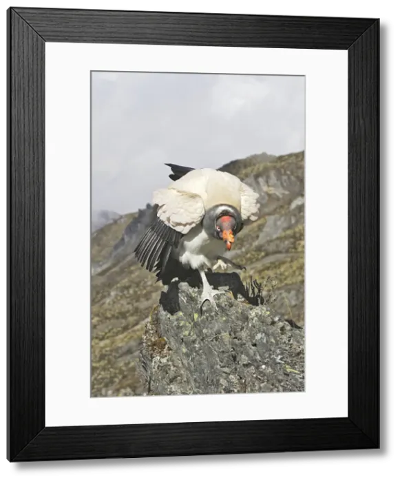 Framed Print : King Vulture. The Andes - Merida - Pico De Aguila - Venezuela Framed Print : King Vulture. The Andes - Merida - Pico De Aguila - Venezuela