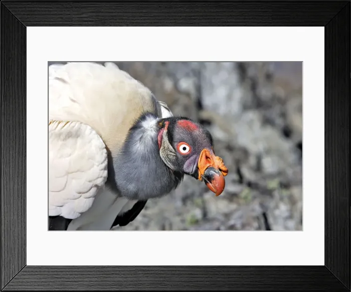 Framed Print : King Vulture - close-up of face. The Andes - Merida - Pico De Aguila - Venezuela Framed Print : King Vulture - close-up of face. The Andes - Merida - Pico De Aguila - Venezuela