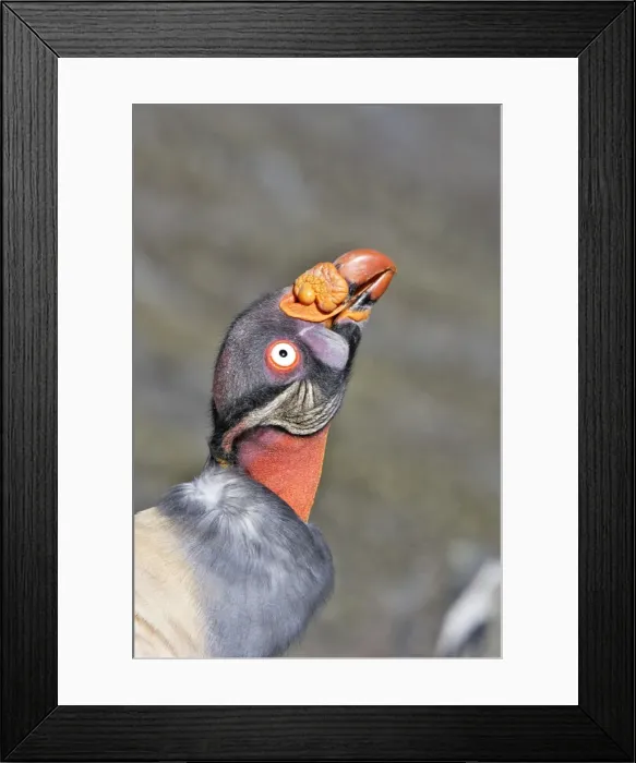 Framed Print : King Vulture - close-up of face. The Andes - Merida - Pico De Aguila - Venezuela Framed Print : King Vulture - close-up of face. The Andes - Merida - Pico De Aguila - Venezuela