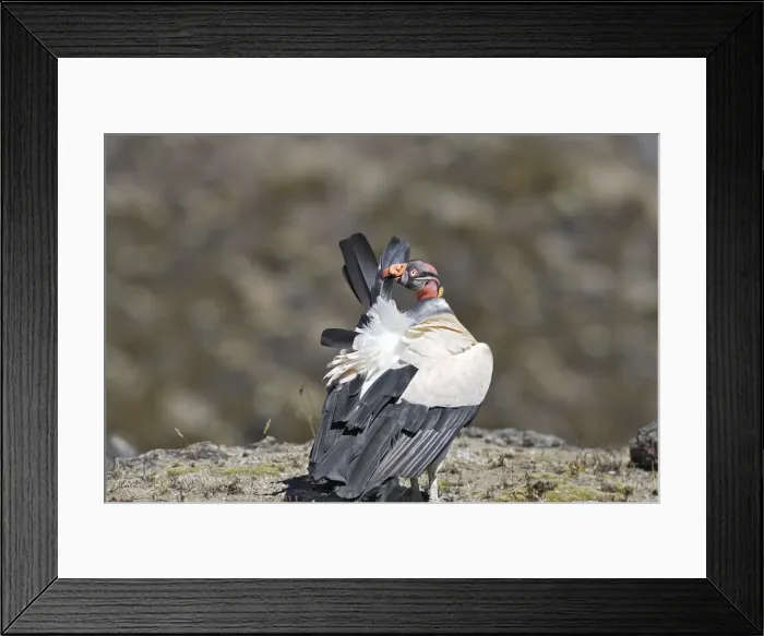 Framed Print : King Vulture - preening. The Andes - Merida - Pico De Aguila - Venezuela Framed Print : King Vulture - preening. The Andes - Merida - Pico De Aguila - Venezuela