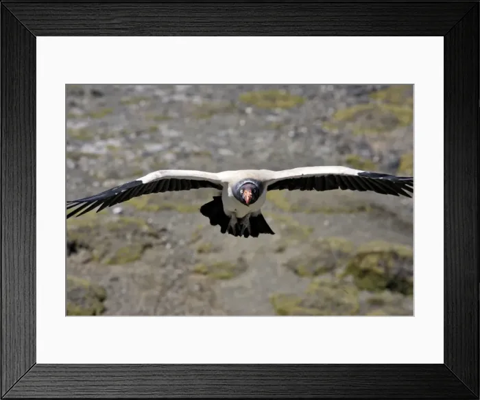 Framed Print : King Vulture - in flight. The Andes - Merida - Pico De Aguila - Venezuela Framed Print : King Vulture - in flight. The Andes - Merida - Pico De Aguila - Venezuela