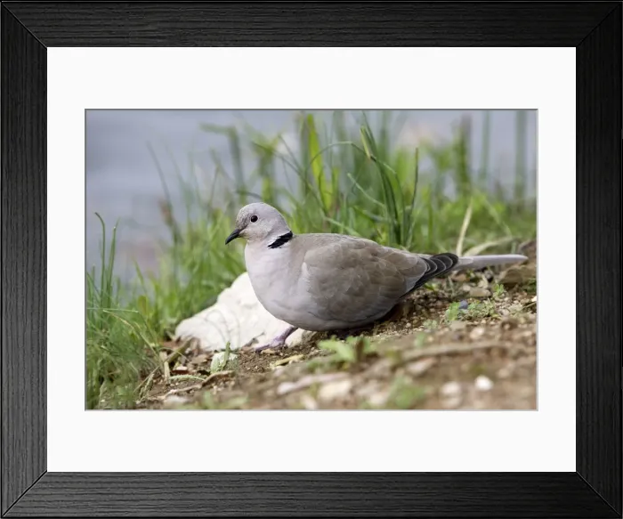 Framed Print : Collared Turtle Dove. France Framed Print : Collared Turtle Dove. France