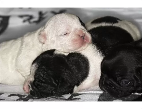 French Bulldog - one week old puppies