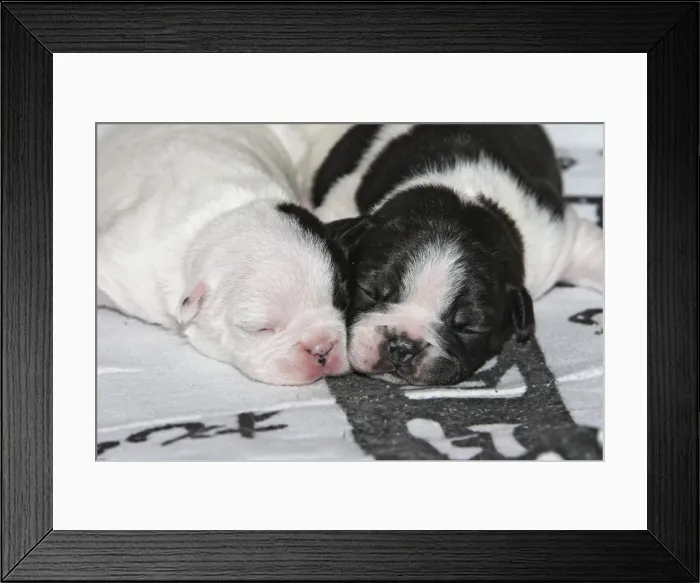 Framed Print : French Bulldog - one week old puppies Framed Print : French Bulldog - one week old puppies