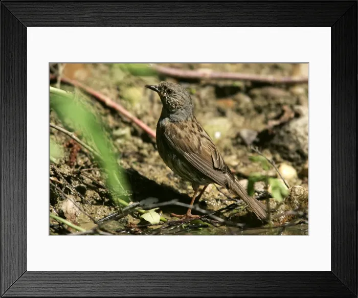 Framed Print : Hedge Accentor / Dunnock. France Framed Print : Hedge Accentor / Dunnock. France