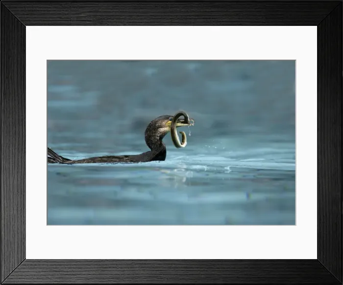 Framed Print : Great Cormorant - with eel. Alsace - France