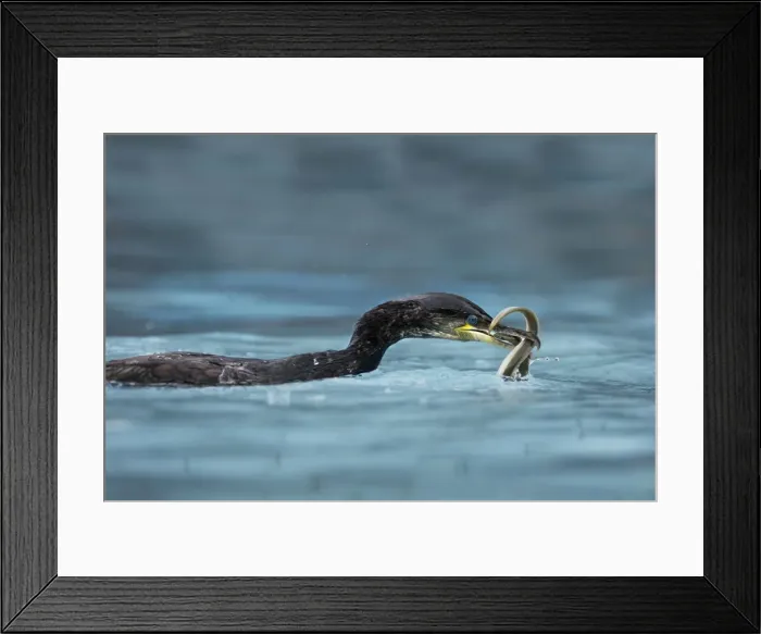 Framed Print : Great Cormorant - with eel. Alsace - France Framed Print : Great Cormorant - with eel. Alsace - France