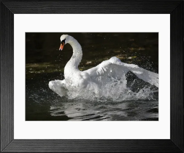 Framed Print : Mute Swan - flapping wings in water Framed Print : Mute Swan - flapping wings in water