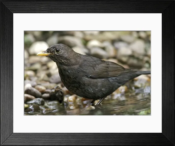 Framed Print : Blackbird. France Framed Print : Blackbird. France