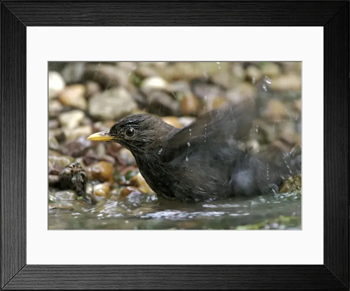 Framed Print : Blackbird - bathing. France Framed Print : Blackbird - bathing. France