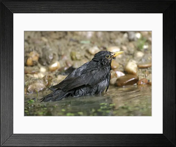 Framed Print : Blackbird - bathing. France Framed Print : Blackbird - bathing. France