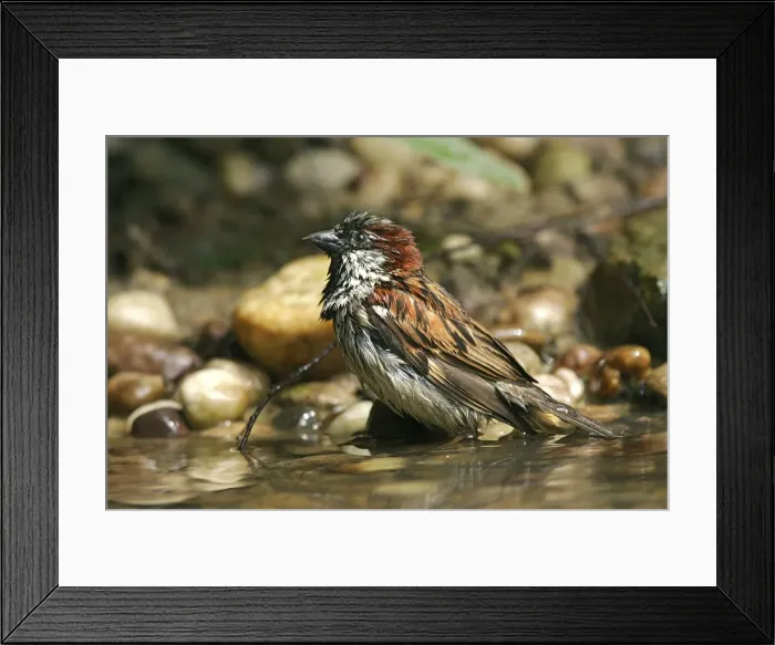 Framed Print : House Sparrow - male Framed Print : House Sparrow - male