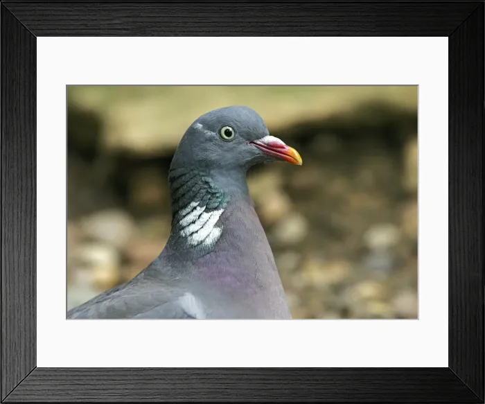 Framed Print : Wood Pigeon. France Framed Print : Wood Pigeon. France