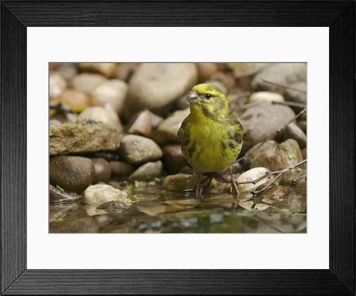 Framed Print : Serin. Lorraine - France Framed Print : Serin. Lorraine - France
