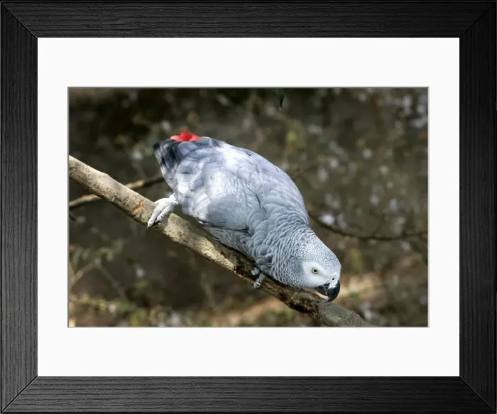 Framed Print : African Grey Parrot. Zambia Framed Print : African Grey Parrot. Zambia