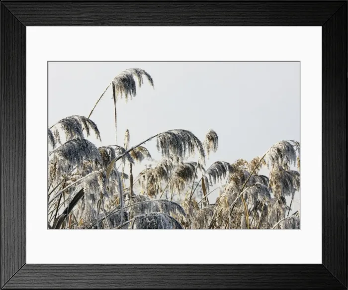 Framed Print : Reeds - covered in frost Framed Print : Reeds - covered in frost