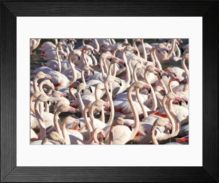 Framed Print : Greater Flamingo - flock. France Framed Print : Greater Flamingo - flock. France