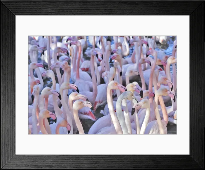 Framed Print : Greater Flamingo - flock in water. France Framed Print : Greater Flamingo - flock in water. France