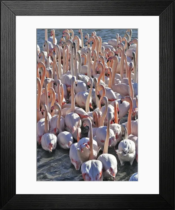 Framed Print : Greater Flamingo - flock in water. France Framed Print : Greater Flamingo - flock in water. France
