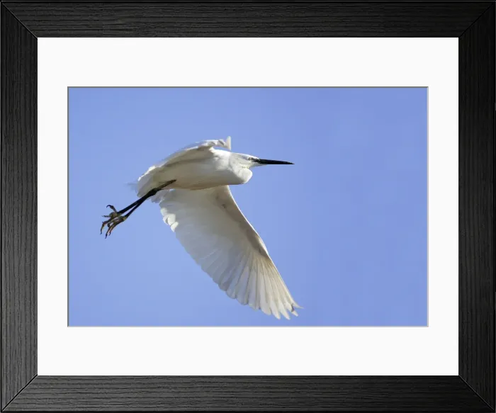 Framed Print : Little Egret - in flight. France Framed Print : Little Egret - in flight. France