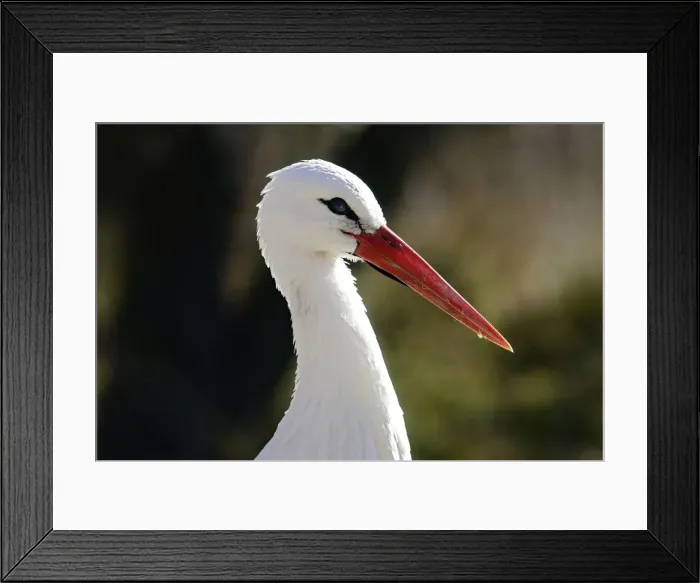 Framed Print : White stork Framed Print : White stork