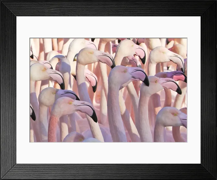 Framed Print : Greater Flamingo - flock. Saintes Maries de la Mer - Carmague - France Framed Print : Greater Flamingo - flock. Saintes Maries de la Mer - Carmague - France