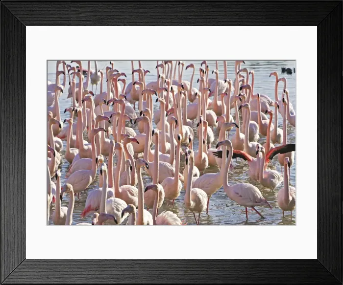 Framed Print : Greater Flamingo - flock in water. Saintes Maries de la Mer - Carmague - France Framed Print : Greater Flamingo - flock in water. Saintes Maries de la Mer - Carmague - France