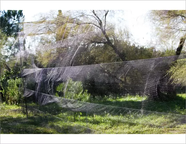 Netting - to capture birds. France
