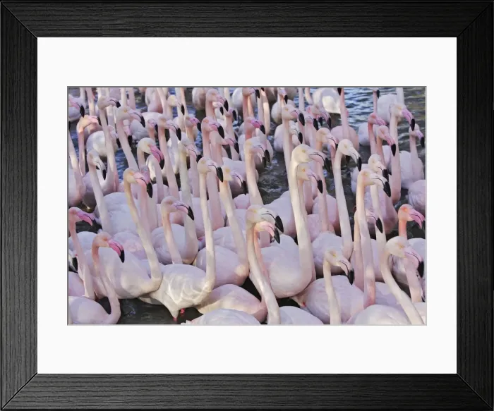 Framed Print : Greater Flamingo - flock in water. Saintes Maries de la Mer - Carmague - France Framed Print : Greater Flamingo - flock in water. Saintes Maries de la Mer - Carmague - France