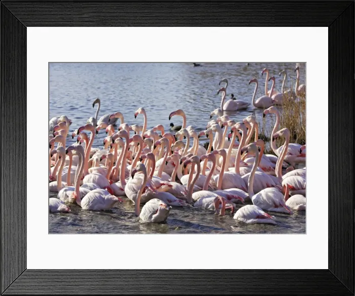 Framed Print : Greater Flamingo - flock in water. Saintes Maries de la Mer - Carmague - France Framed Print : Greater Flamingo - flock in water. Saintes Maries de la Mer - Carmague - France