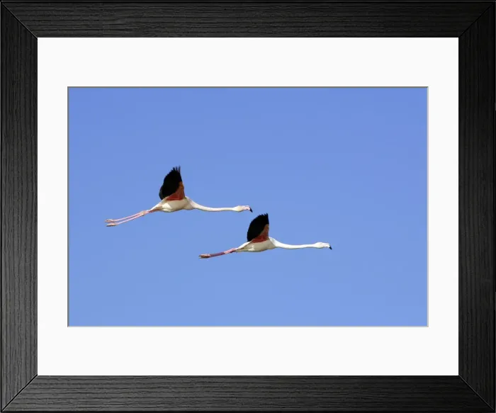 Framed Print : Greater Flamingo - in flight. Saintes Maries de la Mer - Carmague - France Framed Print : Greater Flamingo - in flight. Saintes Maries de la Mer - Carmague - France