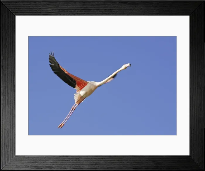 Framed Print : Greater Flamingo - in flight. Saintes Maries de la Mer - Carmague - France