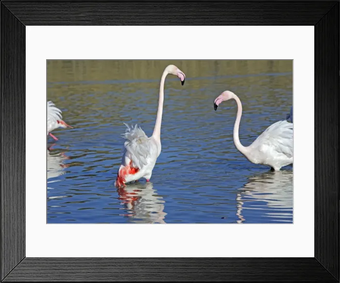 Framed Print : Greater Flamingo - two in water. Saintes Maries de la Mer - Carmague - France Framed Print : Greater Flamingo - two in water. Saintes Maries de la Mer - Carmague - France