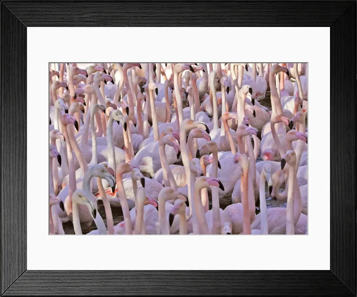 Framed Print : Greater Flamingo - flock. Saintes Maries de la Mer - Carmague - France Framed Print : Greater Flamingo - flock. Saintes Maries de la Mer - Carmague - France