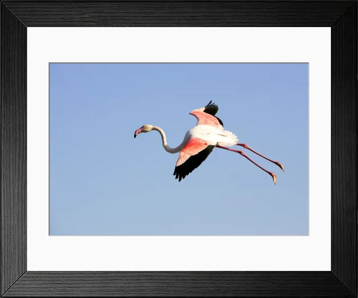 Framed Print : Greater Flamingo. Saintes maries de la mer - Carmargue - France Framed Print : Greater Flamingo. Saintes maries de la mer - Carmargue - France