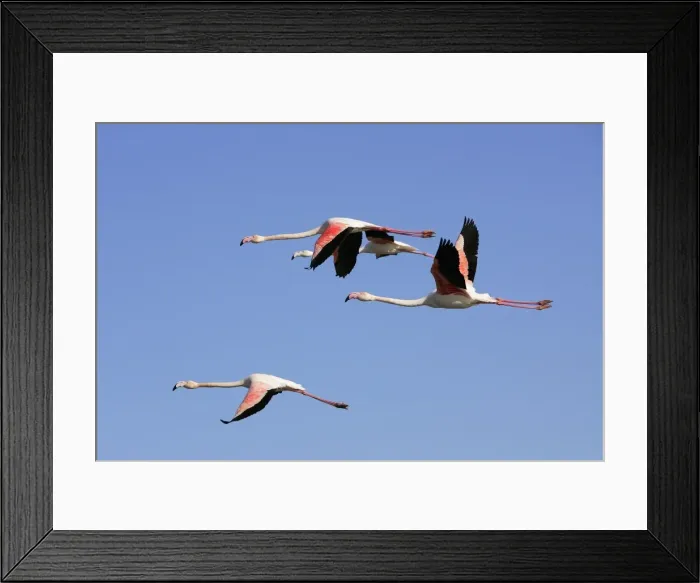 Framed Print : Greater Flamingo - in flight. Saintes Maries de la Mer - Camargue - France Framed Print : Greater Flamingo - in flight. Saintes Maries de la Mer - Camargue - France