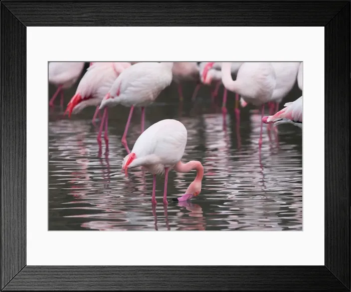 Framed Print : Greater Flamingo - in water. Saintes Maries de la Mer - Camargue Framed Print : Greater Flamingo - in water. Saintes Maries de la Mer - Camargue