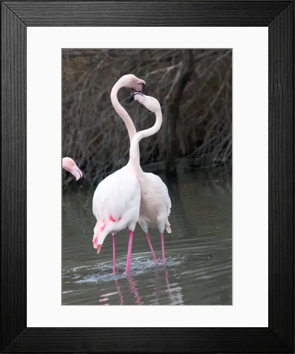 Framed Print : Greater Flamingo - two fighting. Saintes Maries de la Mer - Camargue Framed Print : Greater Flamingo - two fighting. Saintes Maries de la Mer - Camargue
