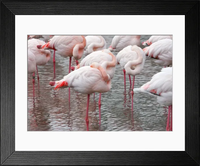 Framed Print : Greater Flamingo - flock sleeping. Saintes Maries de la Mer - Camargue - France Framed Print : Greater Flamingo - flock sleeping. Saintes Maries de la Mer - Camargue - France
