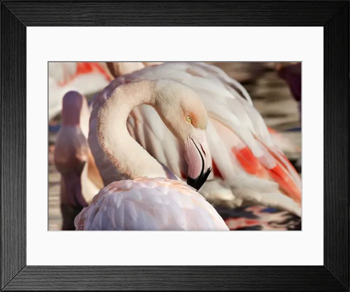 Framed Print : Greater Flamingo. Saintes Maries de la Mer - Camargue - France Framed Print : Greater Flamingo. Saintes Maries de la Mer - Camargue - France