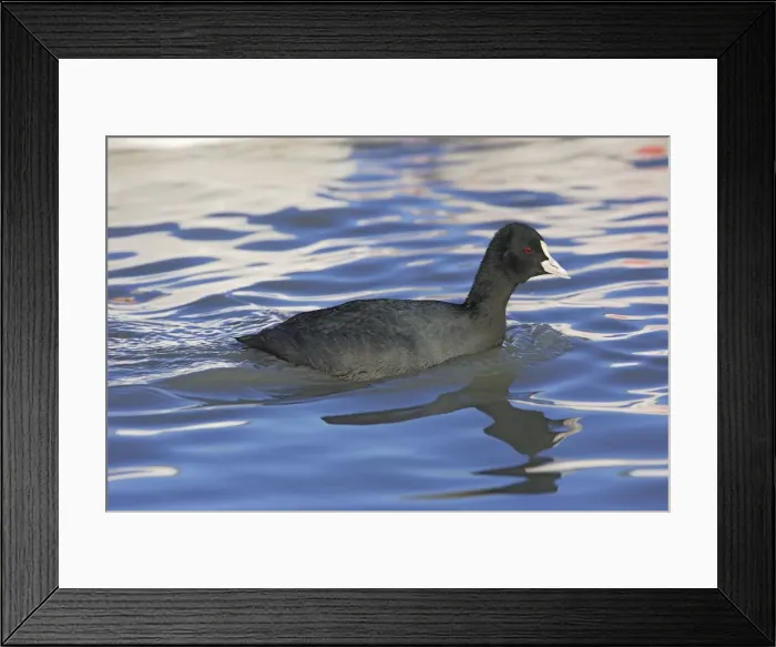Framed Print : Common Coot. Saintes Maries de la Mer - Camargue - France Framed Print : Common Coot. Saintes Maries de la Mer - Camargue - France