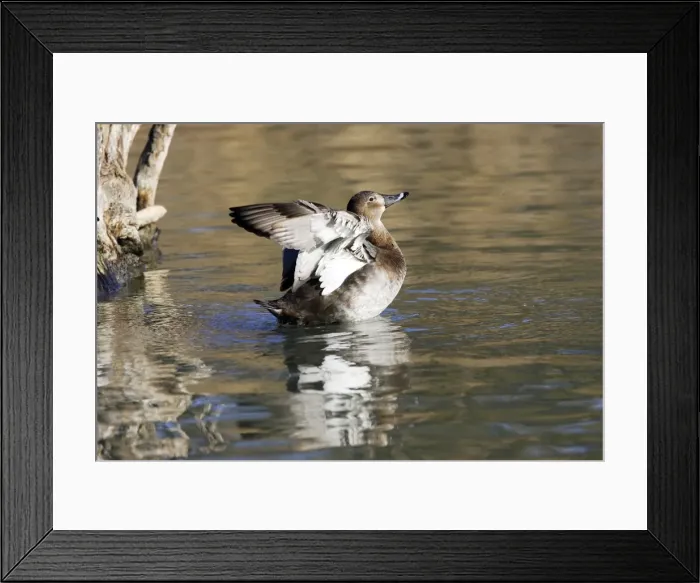 Framed Print : Pochard. Saintes Maries de la Mer - Camargue - France Framed Print : Pochard. Saintes Maries de la Mer - Camargue - France
