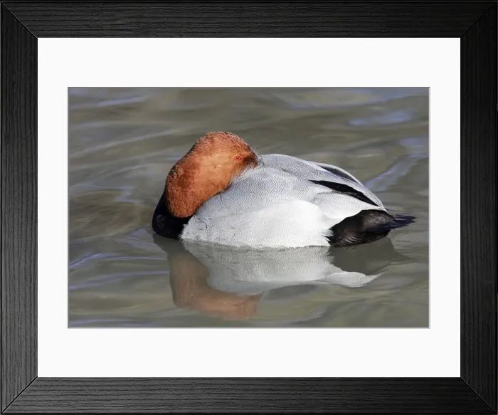 Framed Print : Pochard - male. Saintes Maries de la Mer - Camargue - France Framed Print : Pochard - male. Saintes Maries de la Mer - Camargue - France