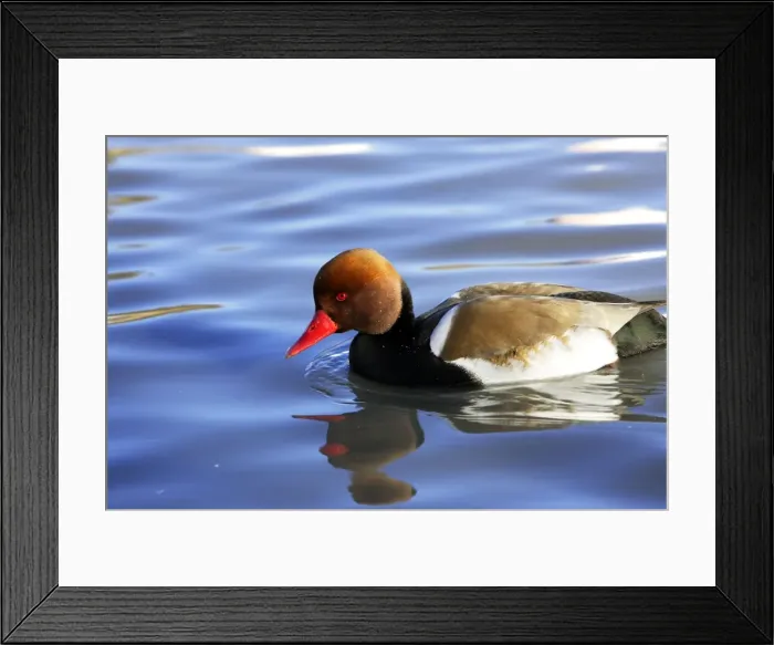 Framed Print : Red-crested Pochard. Saintes Maries de la Mer - Carmague - France Framed Print : Red-crested Pochard. Saintes Maries de la Mer - Carmague - France