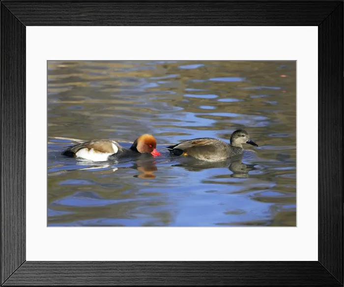 Framed Print : Red-crested Pochard. Saintes Maries de la Mer - Carmague - France Framed Print : Red-crested Pochard. Saintes Maries de la Mer - Carmague - France