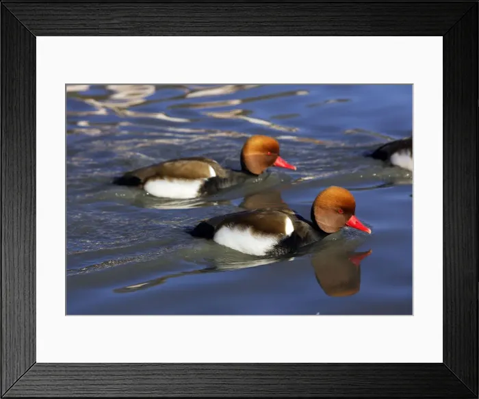Framed Print : Red-crested Pochard. Saintes Maries de la Mer - Carmague - France Framed Print : Red-crested Pochard. Saintes Maries de la Mer - Carmague - France