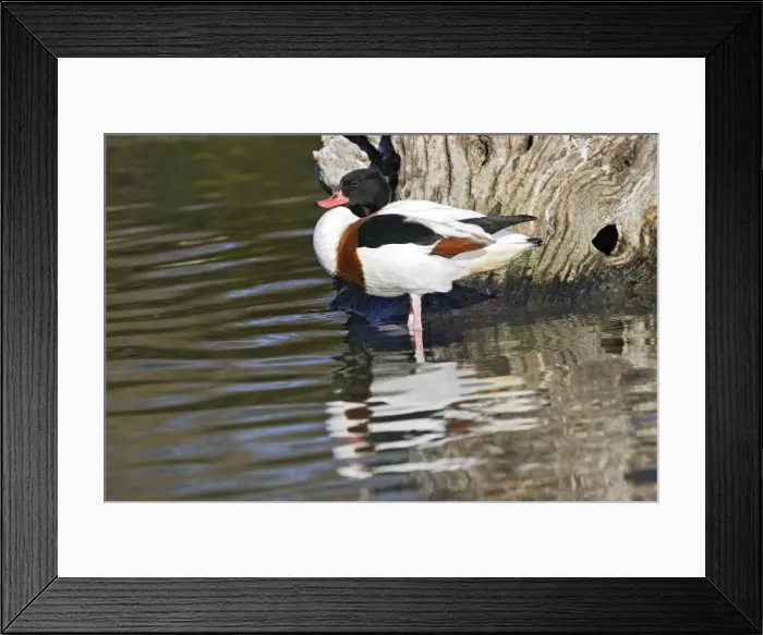 Framed Print : Common Shelduck. Saintes Maries de la Mer - Camargue - France Framed Print : Common Shelduck. Saintes Maries de la Mer - Camargue - France