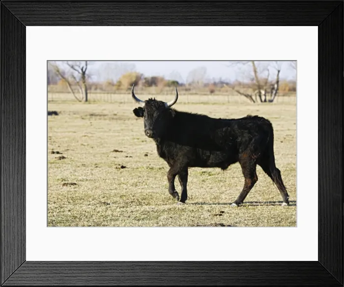 Framed Print : Camargue bull. Saintes Maries de la Mer - Camargue - France Framed Print : Camargue bull. Saintes Maries de la Mer - Camargue - France